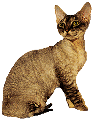 Gd Ch Bajimbi Pixie YasmineSilver Tabby
