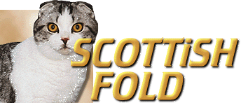 Scottish Fold Breed Information