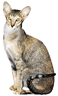 Db Gd Ch Bajimbi AnkarraSeal Tortie Ticked Tabby