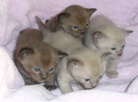 Kittens for clients 021.jpg (177760 bytes)