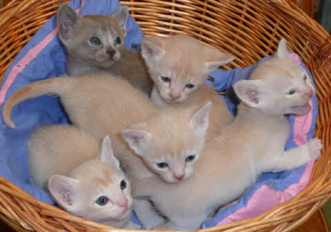 Kittens for clients 037.jpg (214205 bytes)
