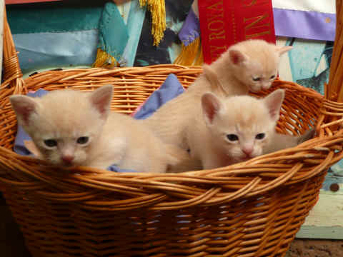 Kittens for clients 047.jpg (3225402 bytes)