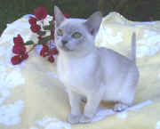 Lilac Burmese kitt 004.jpg (47815 bytes)
