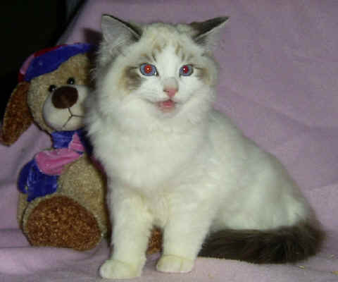 white ragdoll kittens