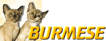 burmese kittens