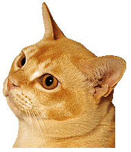 Bronze Db Gd Ch Bajimbi Red FordRed Burmese