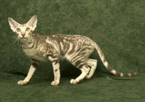 kitten breeders