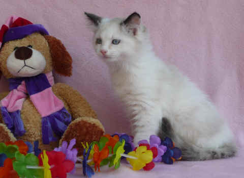 Burmese & ragdoll 015.jpg (141090 bytes)