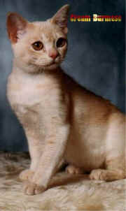 Cream Burmese ACT.JPG (35585 bytes)