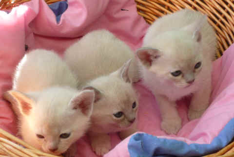 Kittens for clients 029.jpg (171965 bytes)
