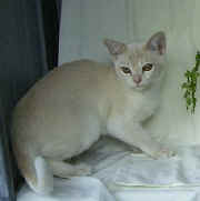 Kittens for email 017.jpg (12268 bytes)