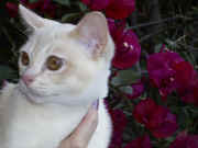 Kittens for email 026.jpg (85527 bytes)