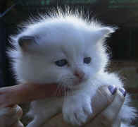 Ragdoll kits may 2005 013.jpg (144133 bytes)
