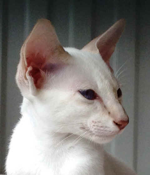 Siameseb.JPG (268509 bytes)