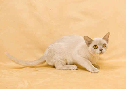 kittens for sale