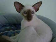 siamese oriental at home 020.jpg (99597 bytes)