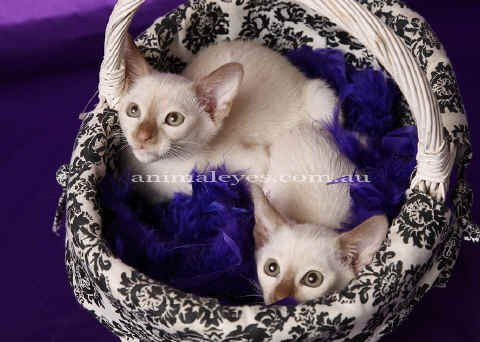 tonkinese1.jpg (575691 bytes)