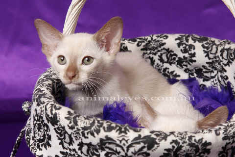 tonkinese2.jpg (500749 bytes)