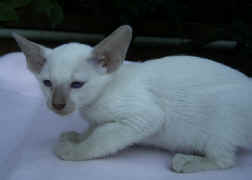 kitten colours 002.jpg (74535 bytes)