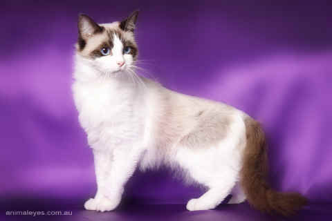 ragdoll1.jpg (511269 bytes)