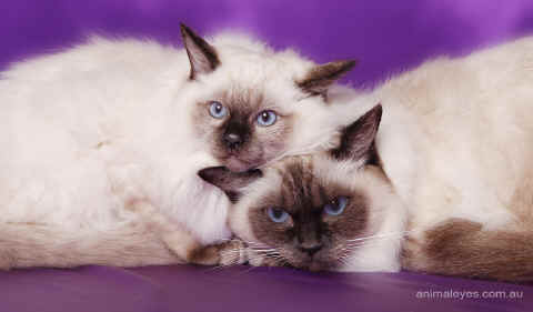ragdoll4.jpg (751740 bytes)